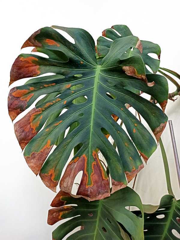 monstera feuille brune monstera feuille brune